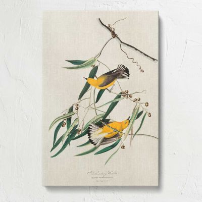 Prothonotary Warblers by John James Audubon Canvas Print