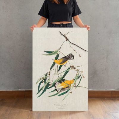 Prothonotary Warblers by John James Audubon Canvas Print
