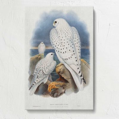 Greenland Falcons Canvas Print