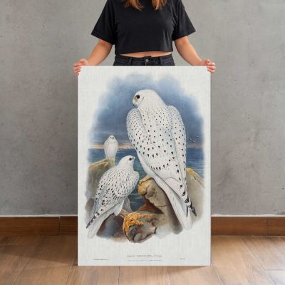 Greenland Falcons Canvas Print