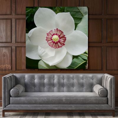 White Magnolia Flower Canvas Wall Art