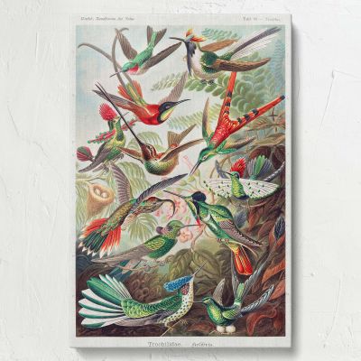 Hummingbirds (Trochilidae) - Vibrant Ornithological Plate By Ernst Haeckel 