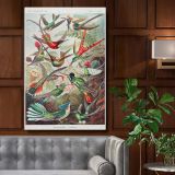 Trochilidae Kolibris - Tropical Hummingbirds Scientific Print By Ernst Haeckel