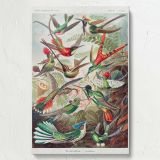 Trochilidae Kolibris - Tropical Hummingbirds Scientific Print By Ernst Haeckel - Image 7