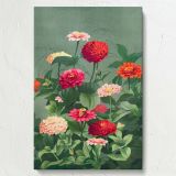 Flowers - Colorful Vintage Zinnia Blooms By L. Prang & Co. canvas wall art - Image 7