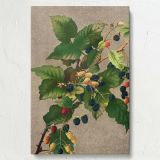 Blackberries - Ripe Botanical Berries Print By L. Prang & Co. - Image 7