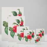 Red Rose - Lush Botanical Illustration with Leaves By Pierre-Joseph Redout canvas wall art - Image 4