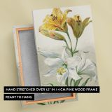 Yellow and White Lilies - Elegant 18th Century Florals By William van Leen canvas wall art - Image 6