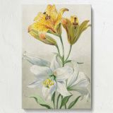 Yellow and White Lilies - Elegant 18th Century Florals By William van Leen canvas wall art - Image 7