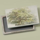 Study of a Tree canvas front and rear frame view