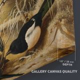 Magpies round a dead female capercaillie canvas texture and wrapped edge closeup