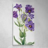 Eustoma russelianum 1930 by Mary Vaux Walcott Canvas Wall Art Print