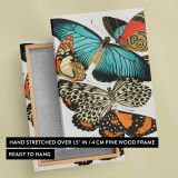 Vintage Butterfly Collection canvas print, front and back view