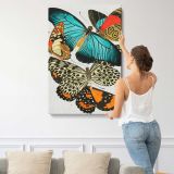 Vintage Butterfly Collection canvas print, displayed on a wall