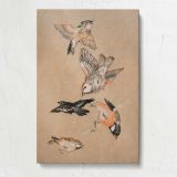 Finches Bird Study canvas print, front view