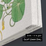 Capucine Nasturtium Botanical Illustration canvas print, canvas edge detail