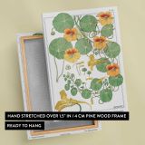 Capucine Nasturtium Botanical Illustration canvas print, front and back view