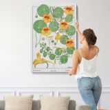Capucine Nasturtium Botanical Illustration canvas print, displayed on a wall