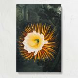 The Night-Blowing Cereus by Robert John Thornton canvas print, front view