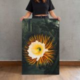 The Night-Blowing Cereus by Robert John Thornton canvas print, held for scale