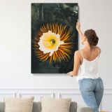 The Night-Blowing Cereus by Robert John Thornton canvas print, displayed on a wall