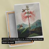 Large-Flowering Sensitive Plant by Robert John Thornton canvas print, front and back view