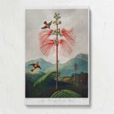 Large-Flowering Sensitive Plant by Robert John Thornton canvas print, front view