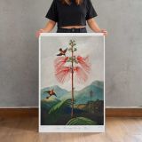Large-Flowering Sensitive Plant by Robert John Thornton canvas print, held for scale