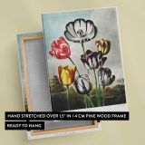 Tulips from The Temple of Flora by Robert John Thornton canvas print, front and back view