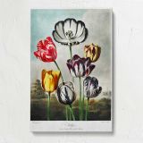 Tulips from The Temple of Flora by Robert John Thornton canvas print, front view