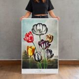 Tulips from The Temple of Flora by Robert John Thornton canvas print, held for scale