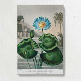 The Blue Egyptian Water-Lily by Robert John Thornton canvas print, front view