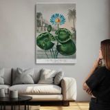 The Blue Egyptian Water-Lily by Robert John Thornton canvas print, room display