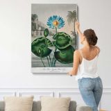 The Blue Egyptian Water-Lily by Robert John Thornton canvas print, displayed on a wall