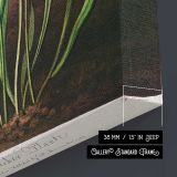 Pitcher Plant Botanical Illustration by Robert John Thornton canvas print, canvas edge detail