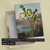 Pitcher Plant Botanical Illustration by Robert John Thornton canvas print, front and back view