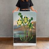 Pitcher Plant Botanical Illustration by Robert John Thornton canvas print, held for scale