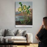 Pitcher Plant Botanical Illustration by Robert John Thornton canvas print, room display
