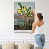 Pitcher Plant Botanical Illustration by Robert John Thornton canvas print, displayed on a wall