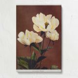 Cream Peony Flowers by Ogawa Kazumasa canvas print, front view