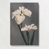 White Japanese Iris by Ogawa Kazumasa canvas print, front view