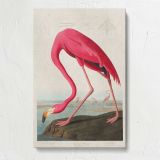 Pink Flamingo from Birds of America by John James Audubon canvas print, front view