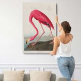 Pink Flamingo from Birds of America by John James Audubon canvas print, displayed on a wall