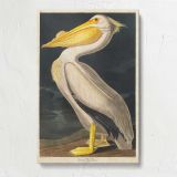 American White Pelican by John James Audubon canvas print, front view
