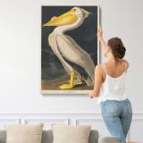 American White Pelican by John James Audubon canvas print, displayed on a wall