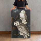 Snowy Owls from Birds of America by John James Audubon canvas print, held for scale