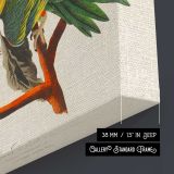 Carolina Parrots by John James Audubon canvas print, canvas edge detail