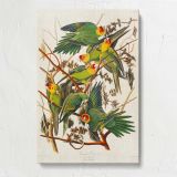 Carolina Parrots by John James Audubon canvas print, front view
