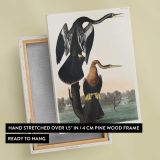 Black-Bellied Darter by John James Audubon canvas print, front and back view