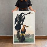 Black-Bellied Darter by John James Audubon canvas print, held for scale